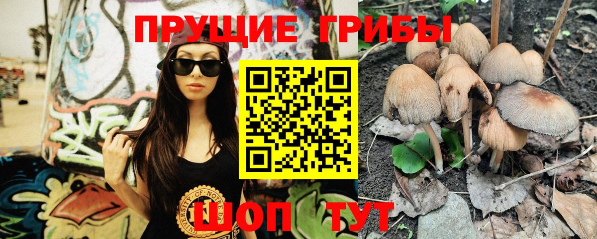 Псилоцибиновые грибы Psilocybe Красноармейск